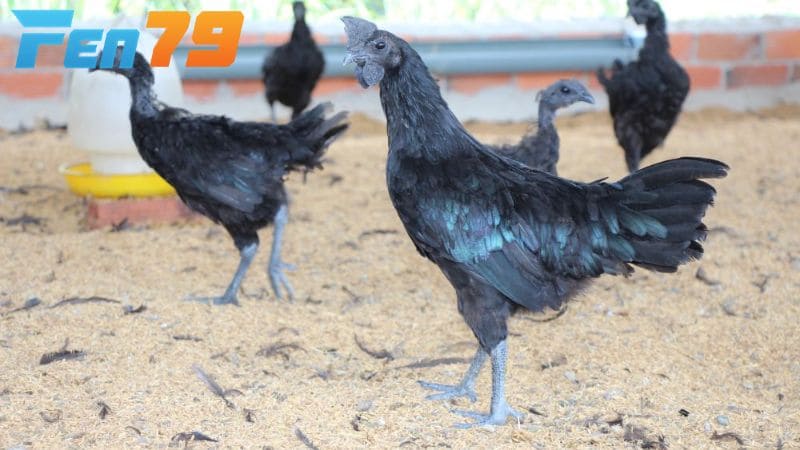 Đôi chân của gà mặt quỷ Đôi chân của gà mặt quỷ