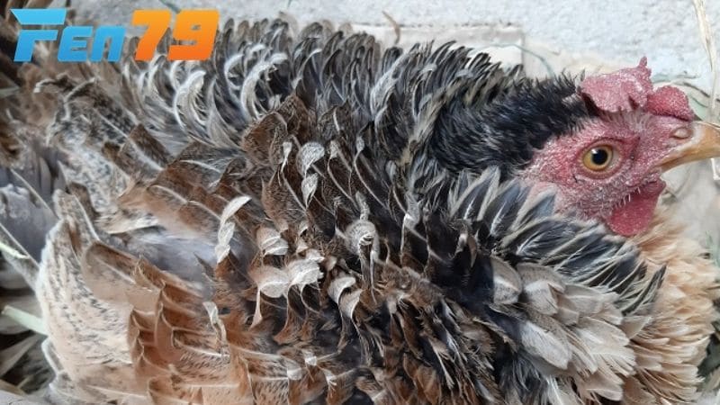 Gà chọi bị xù lông có nhiều nguyên nhân khác nhau