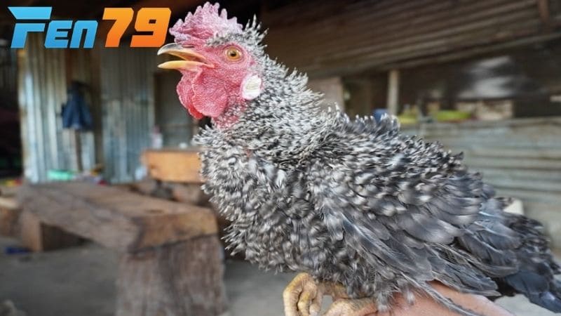 Gà chọi bị xù lông không phải là triệu chứng mà đang gặp vấn đề sức khỏe