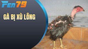 Gà Bị Xù Lông