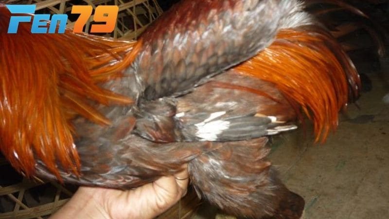 Gà lông voi là gà có sợi lông to bản, dày, dài và hơi xoắn như lông voi