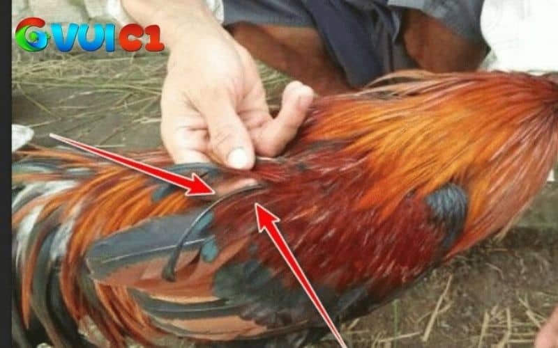 Gà lông voi là gà có sợi lông to bản, dày, dài và hơn xoắn như lông voi Gà lông voi là gà có sợi lông to bản, dày, dài và hơn xoắn như lông voi