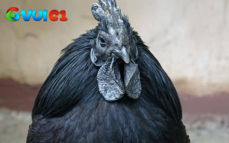 Gà mặt quỷ có giá thành khá cao nhưng vẫn có nhiều người săn đón Gà mặt quỷ có giá thành khá cao nhưng vẫn có nhiều người săn đón