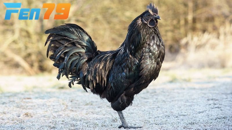 Gà mặt quỷ có giá thành khá cao nhưng vẫn có nhiều người săn đón Gà mặt quỷ có giá thành khá cao nhưng vẫn có nhiều người săn đón