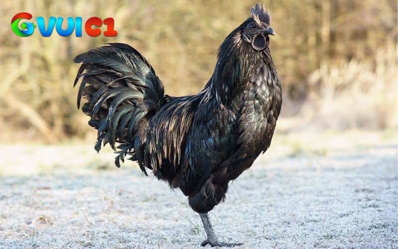 Gà mặt quỷ có nguồn gốc từ Indonesia Gà mặt quỷ có nguồn gốc từ Indonesia