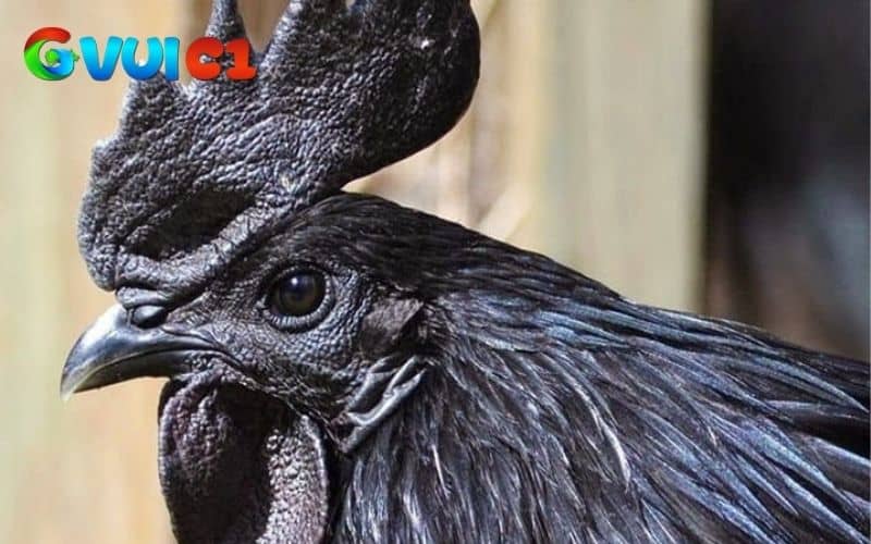 Gà mặt quỷ là giống gà toàn cở thể có một màu đen tuyền Gà mặt quỷ là giống gà toàn cở thể có một màu đen tuyền