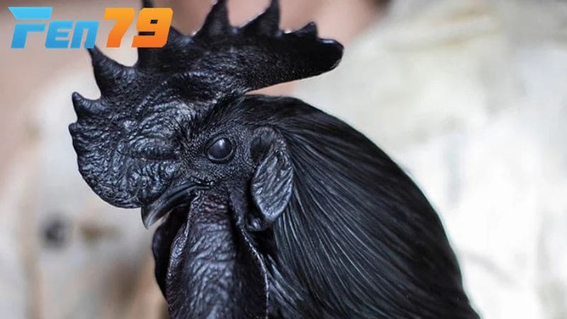 Gà mặt quỷ là giống gà toàn cở thể có một màu đen tuyền Gà mặt quỷ là giống gà toàn cở thể có một màu đen tuyền