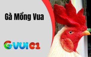 Gà Mồng Vua