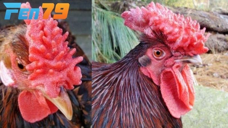 Tên gọi gà mồng vua vì gà có mồng giống như vương miện của vua chúa