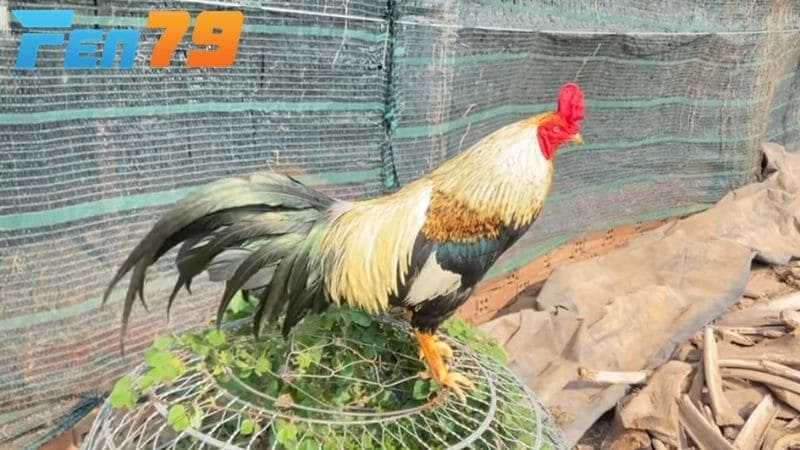 Gà mồng vua phù hợp với nuôi cảnh và lai tạo để bán với giá trị cao