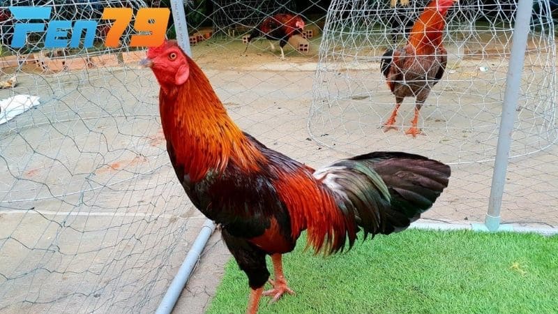 Gà mồng vua thi đấu kém và mồng dễ bị thương