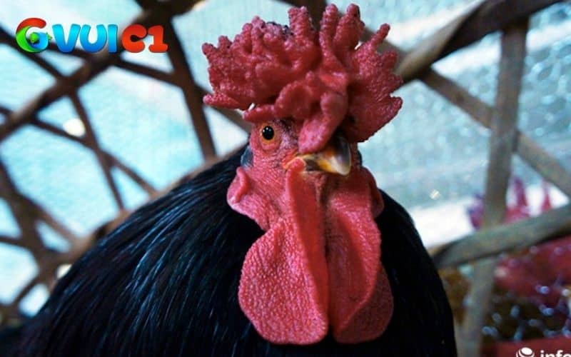 Gà mồng vua thi đấu kém và mồng dễ bị thương Gà mồng vua thi đấu kém và mồng dễ bị thương