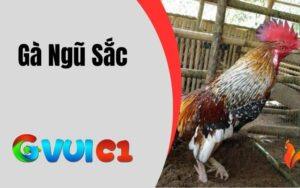 Gà ngũ sắc