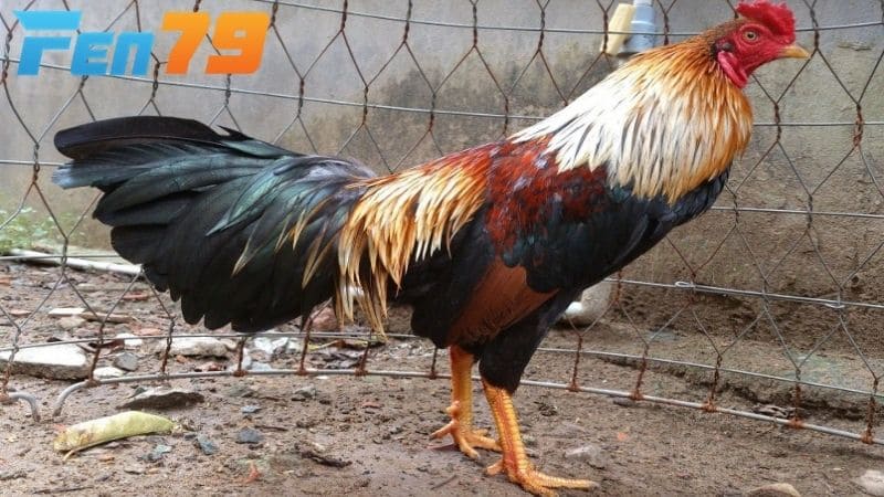 Gà ngũ sắc có bộ lông đẹp, khả năng thi đấu tốt và dễ phối giống