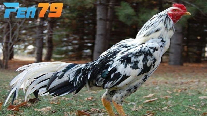 Gà ngũ sắc khá hiếm và thường có giá thành rất cao