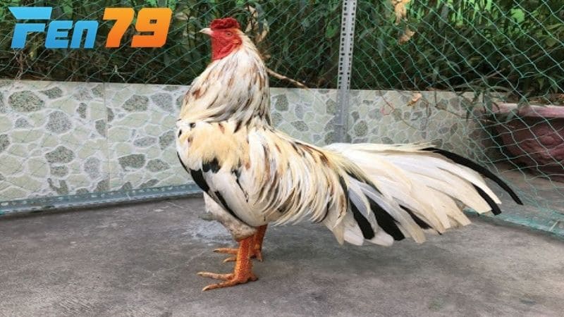 Gà ngũ sắc là gồm có 5 màu sắc trên cùng một cơ thể