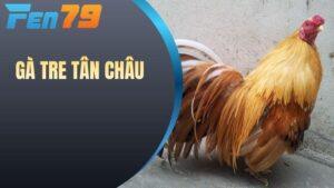 Gà Tre Tân Châu