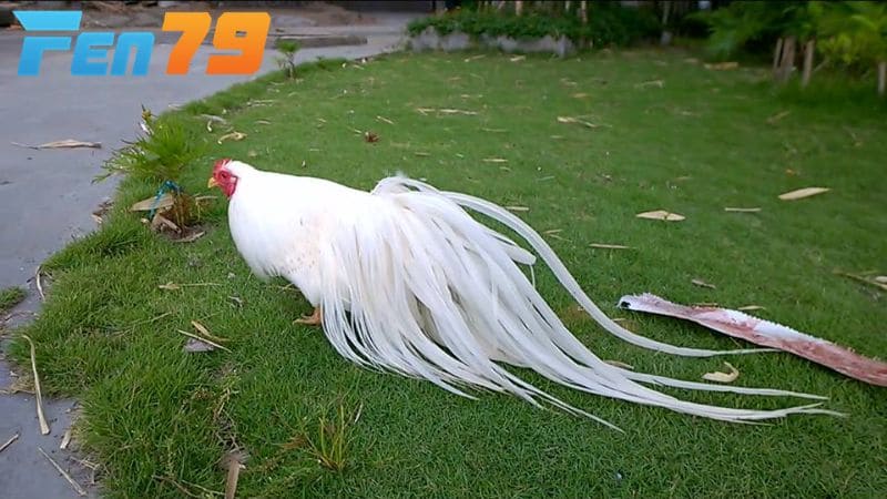 Gà tre Tân Châu bướm có tính thẩm mỹ cao nên được giới chơi gà cảnh săn đón