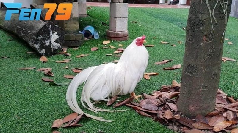 Gà tre Tân Châu có lông đuôi dài, công và mềm