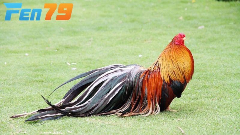 Gà tre Tân Châu điều thường có bộ lông đỏ tươi hoặc đỏ sẫm vô cùng hiếm thấy