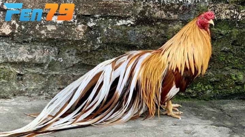 Gà tre Tân Châu có nguồn gốc từ Tân Châu, tỉnh An Giang, Việt Nam