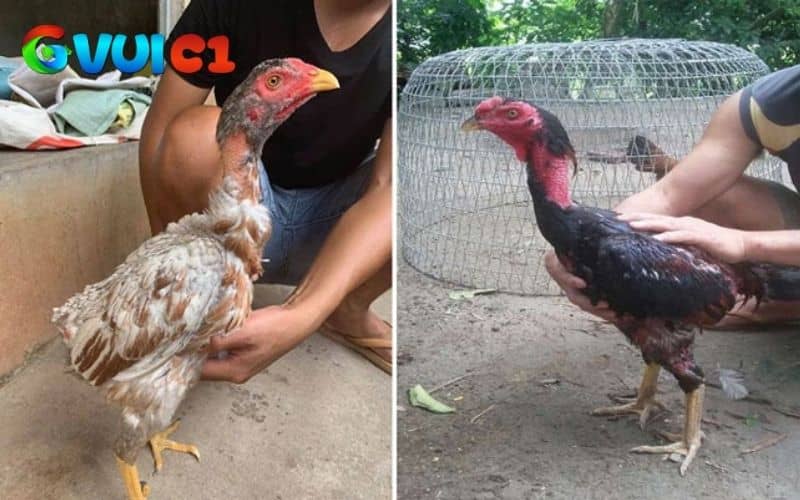 Giai đoạn 1 gà chuẩn bị thay lông và cung cấp đầy đủ các chất dinh dưỡng Giai đoạn 1 gà chuẩn bị thay lông và cung cấp đầy đủ các chất dinh dưỡng