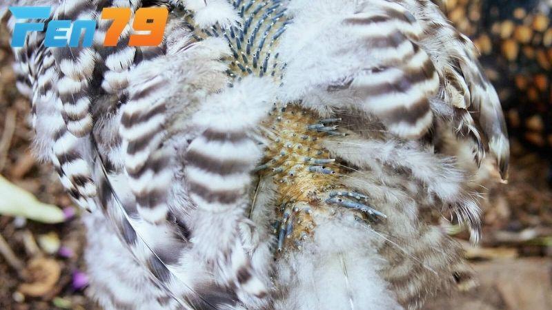 Giai đoạn 2 gà mọc lông mới và cần cung cấp nhiều chất dinh dưỡng hơn