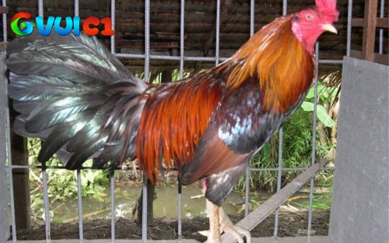 Giai đoạn 3 lông mọc hoàn chỉnh, có thể tập luyện nhẹ để trở lại thi đấu Giai đoạn 3 lông mọc hoàn chỉnh, có thể tập luyện nhẹ để trở lại thi đấu