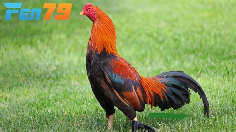 Giống gà Asil Giống gà Asil