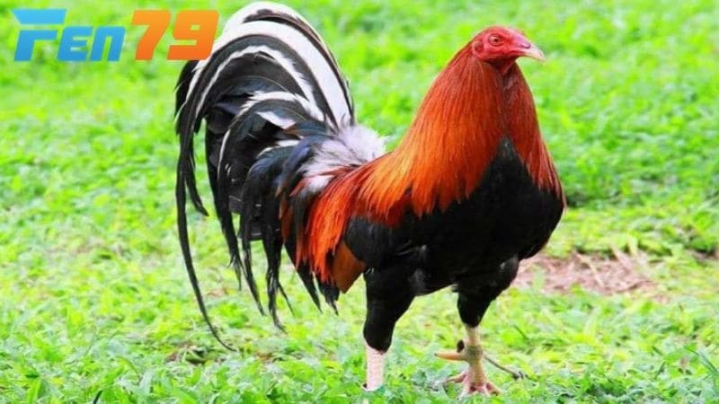 Giống gà Kelso Giống gà Kelso