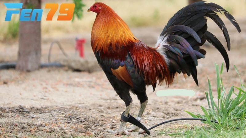 Giống gà McLean Hatch Giống gà McLean Hatch