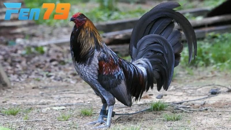 Giống gà Mỹ Giống gà Mỹ