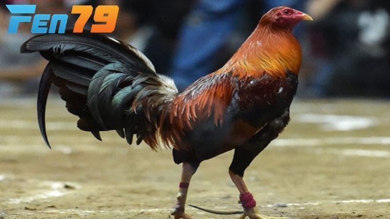 Giống gà Peru Giống gà Peru