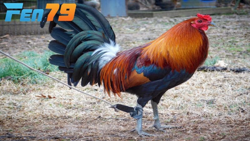 Giống gà Sweater Giống gà Sweater