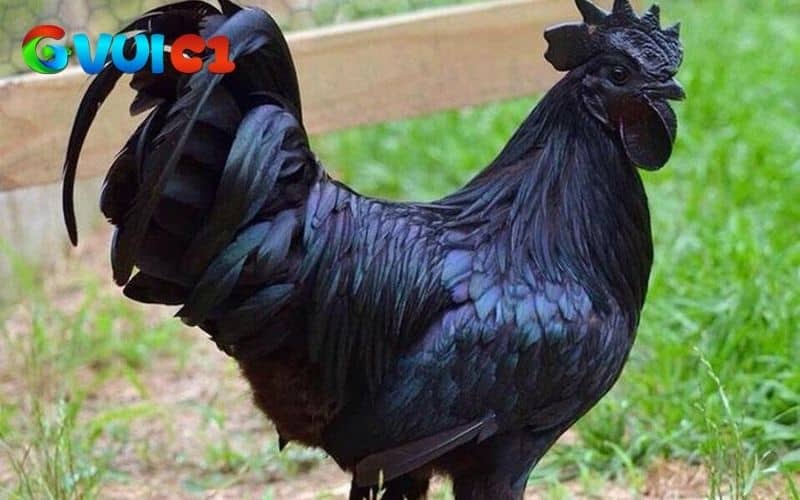Hình dạng của gà mặt quỷ Hình dạng của gà mặt quỷ