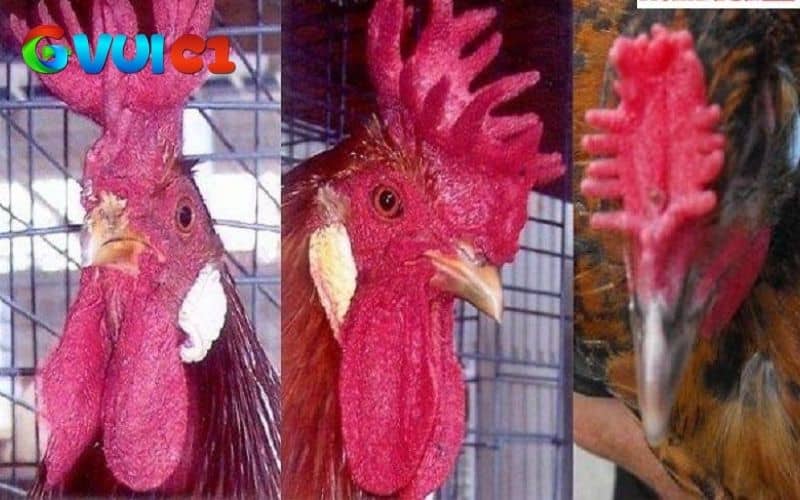 Hình dạng của gà mồng vua Hình dạng của gà mồng vua