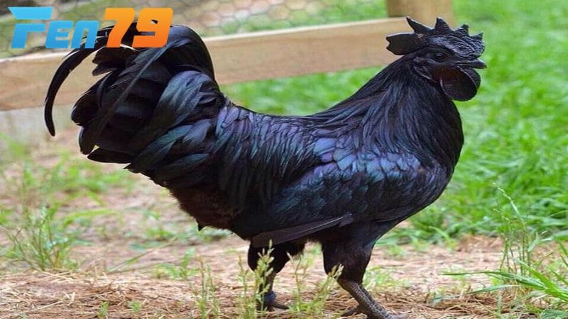 Hình dạng của gà mắt quỷ Hình dạng của gà mắt quỷ