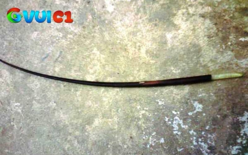 Hình dạng của lông voi Hình dạng của lông voi