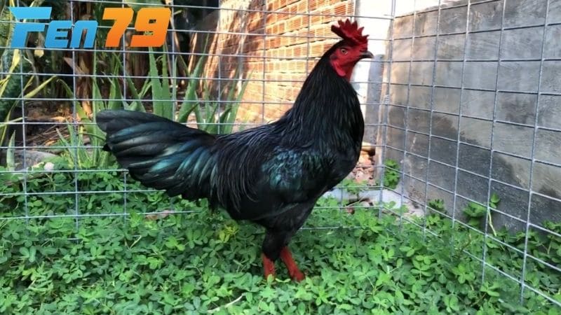 Hình dạng của gà mồng vua