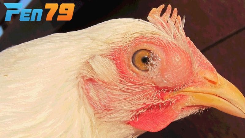 Kết hợp vệ sinh, cách lý và chăm sóc giúp gà nhanh chóng hồi phục