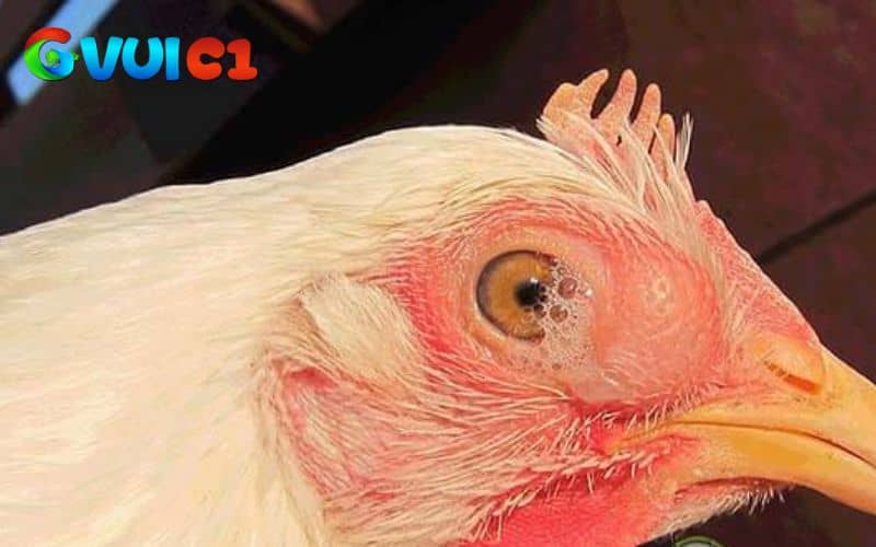 Kết hợp vệ sinh, cách lý và chăm sóc giúp gà nhanh chóng hồi phục Kết hợp vệ sinh, cách lý và chăm sóc giúp gà nhanh chóng hồi phục
