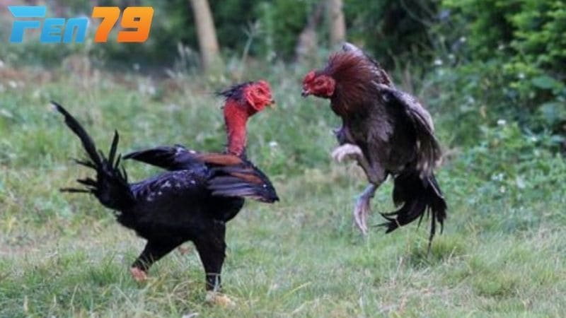 Máng ăn và nước uống luôn sạch sẽ