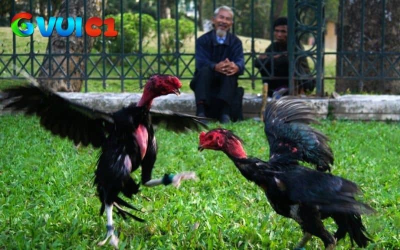 Máng ăn và nước uống luôn sạch sẽ Máng ăn và nước uống luôn sạch sẽ