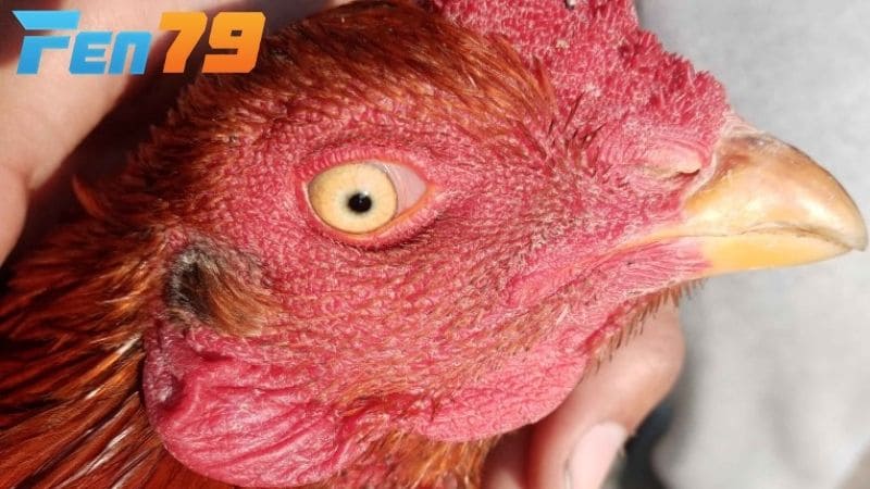 Mắt gà chọi lì là kiểu mắt lạnh lùng và có ánh nhìn sắc bén