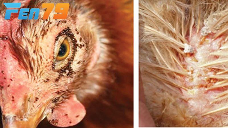 Mạt gà là ký sinh trùng có kích thước nhỏ và hút máu gà để sống