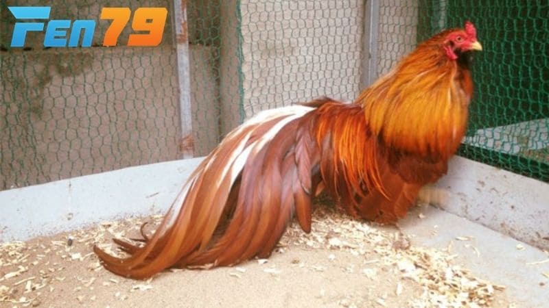 Mắt gà tre Tân Châu có đôi mắt trong và ánh nhìn sắc bén, có hồn