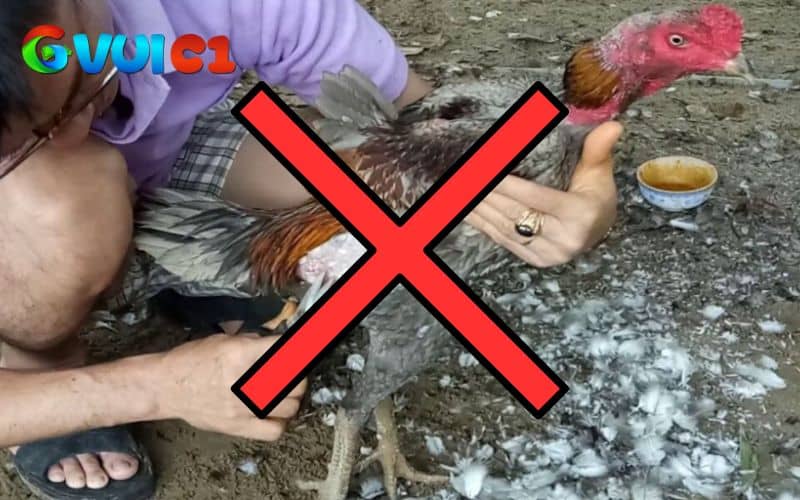Nên để gà thay tự nhiên không nên tá động tránh dẫn đến nhiều hệ lụy Nên để gà thay tự nhiên không nên tá động tránh dẫn đến nhiều hệ lụy