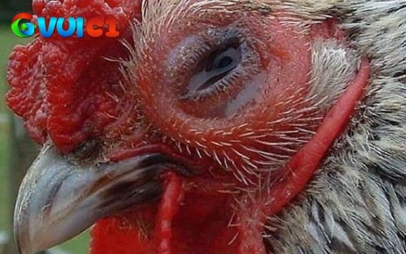 Nguyên nhân chính bệnh CRD ở gà do vi khuẩn Mycoplasma gallisepticum Nguyên nhân chính bệnh CRD ở gà do vi khuẩn Mycoplasma gallisepticum