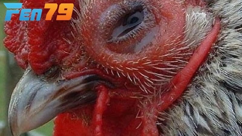 Nguyên nhân chính bệnh CRD ở gà do vi khuẩn Mycoplasma gallisepticum