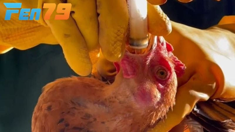 Nhét tỏi trực tiếp vào miệng gà